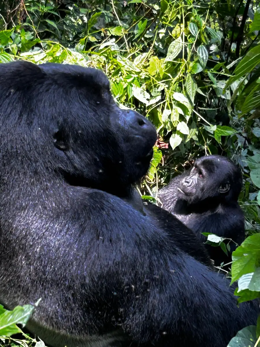 Our Irish guests experienced an unforgettable encounter with mountain gorillas and their babies in Uganda’s misty rainforest, a once-in-a-lifetime moment in the heart of the wild.